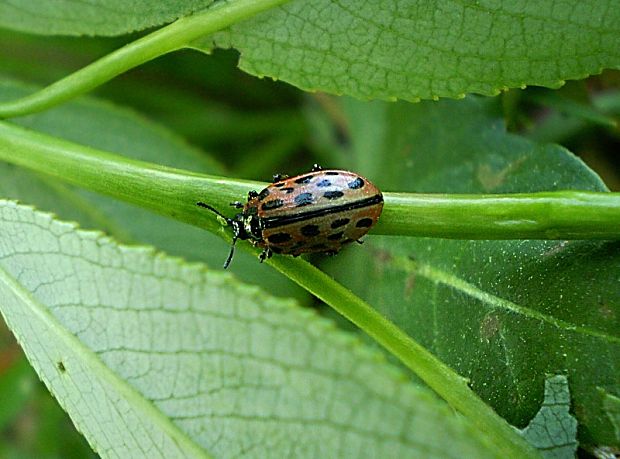 liskavka Chrysomela vigintipunctata