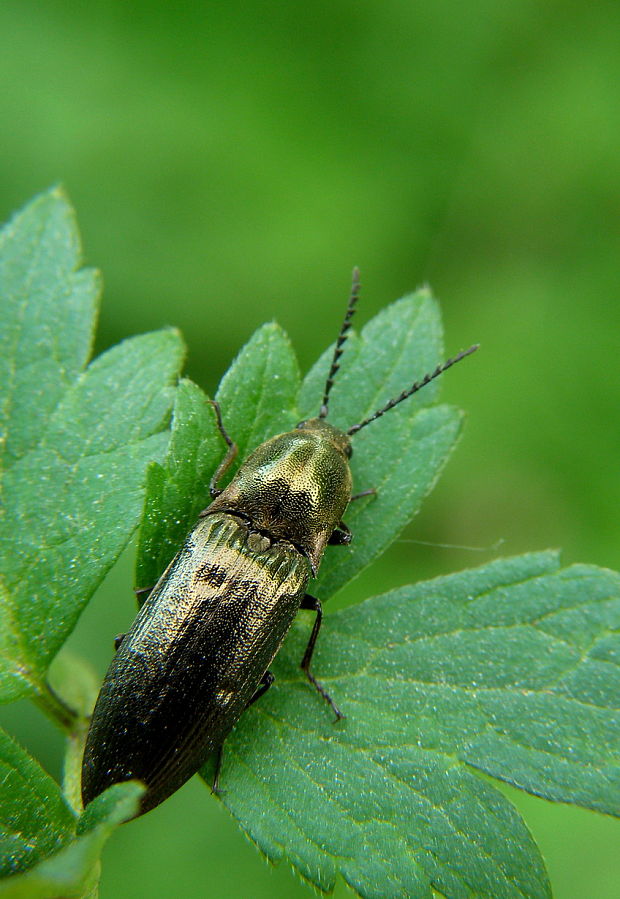 kováčik  /samička/ Ctenicera pectinicornis