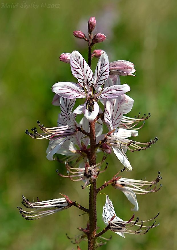 jasenec biely Dictamnus albus L.