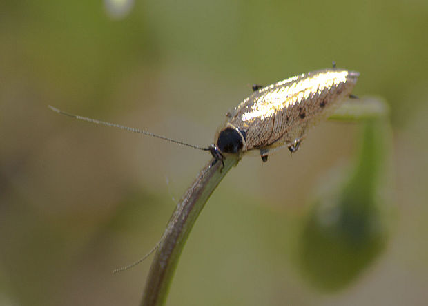 švábik hôrny Ectobius silvestris