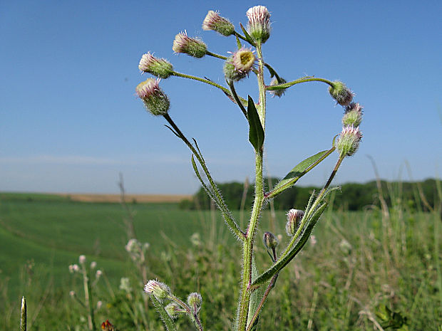 turica ostrá Erigeron acris L.