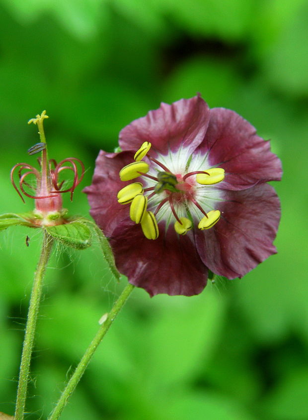 pakost hnedočervený Geranium phaeum L.