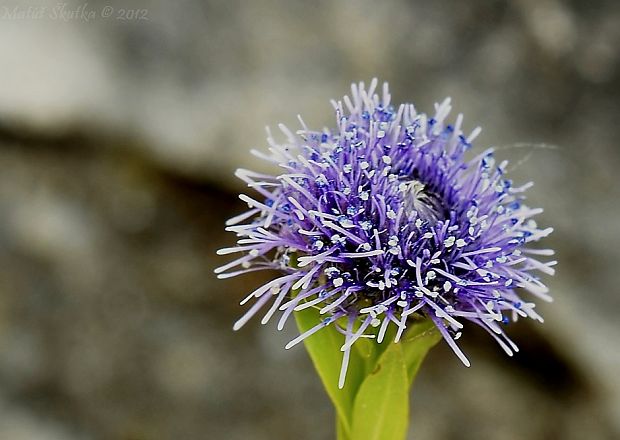 guľôčka bodkovaná Globularia punctata Lapeyr.