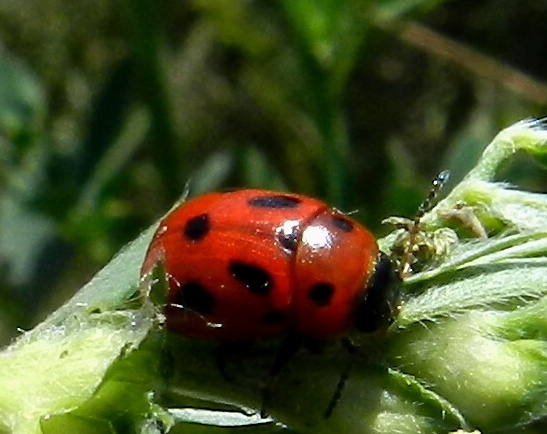 liskavka-samička Gonioctena fornicata