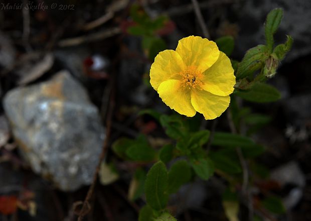 devätorník veľkokvetý tmavý Helianthemum grandiflorum subsp. obscurum (Pers. ex Wahlenb.) Holub