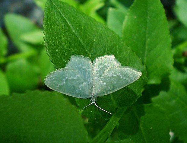 piadivka bledozelená Jodis  putata