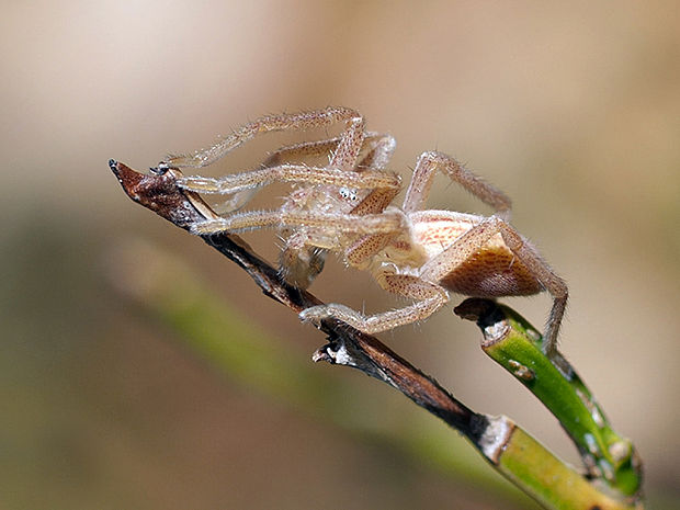 osemočko smaragdové Micrommata virescens