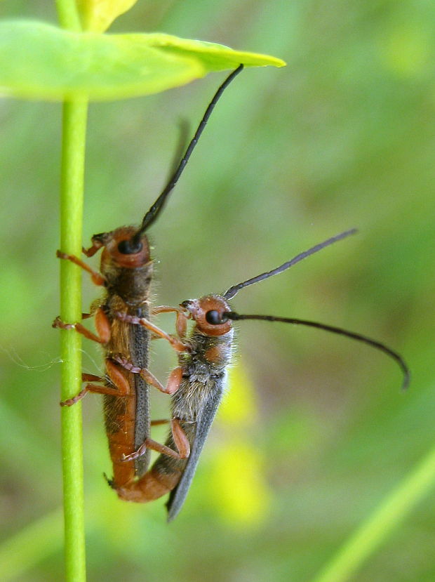 vrzúnik Oberea erythrocephala