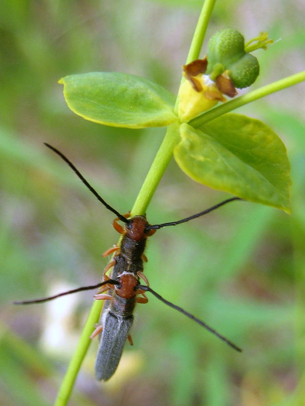 vrzúnik Oberea erythrocephala