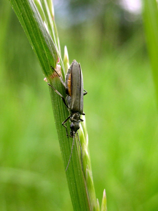 stehnáč Oedemera virescens