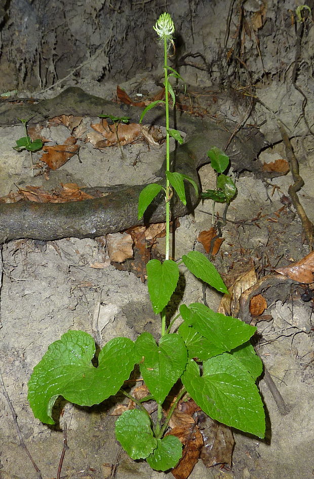 zerva klasnatá Phyteuma spicatum L.
