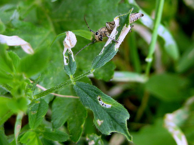 fuzáč Phytoecia nigricornis