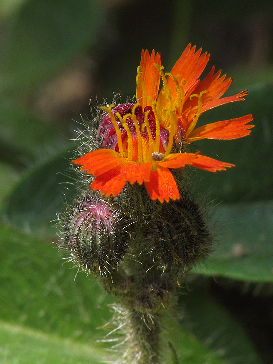 chlpánik oranžový Pilosella aurantiaca (L.) F. W. Schultz et Sch. Bip.