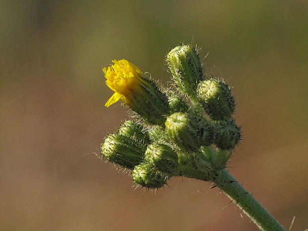 chlpánik mnohokvetý Pilosella floribunda (Wimm. et Grab.) Arv.-Touv.