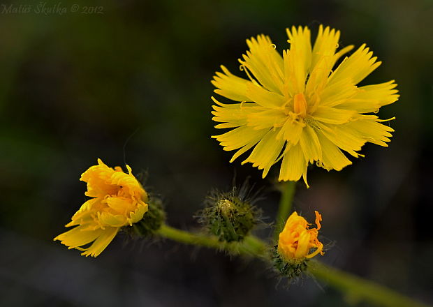 chlpánik Pilosella sp.