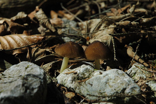 štítovka Pluteus sp.