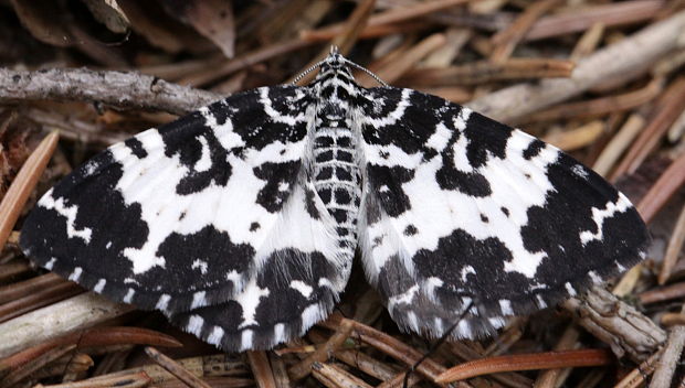 piadivka oštepovitá / píďalka březová Rheumaptera hastata Linnaeus, 1758