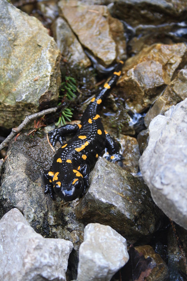 salamandra škvrnitá Salamandra salamandra