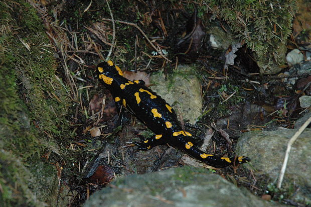 salamandra škvrnitá Salamandra salamandra