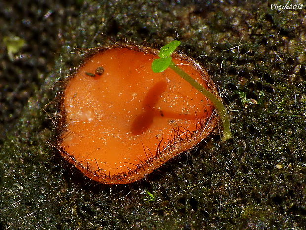 štítovnička Scutellinia sp.