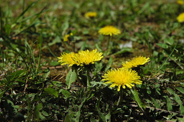 púpava lekárska Taraxacum officinale (L.) Weber ex F.H.Wigg