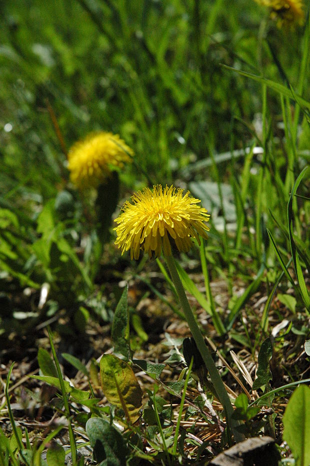 púpava lekárska Taraxacum officinale (L.) Weber ex F.H.Wigg