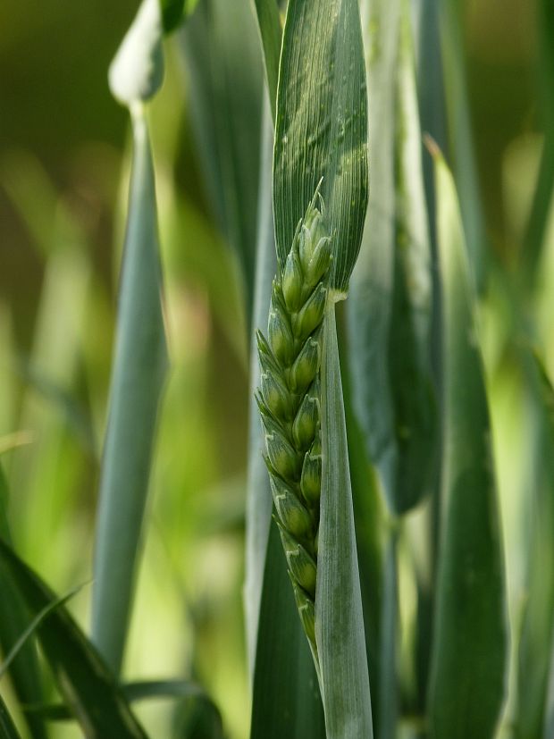 pšenica siata Triticum aestivum  L.