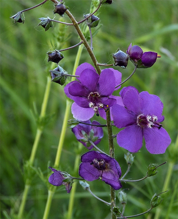 divozel tmavočervený Verbascum phoeniceum L.