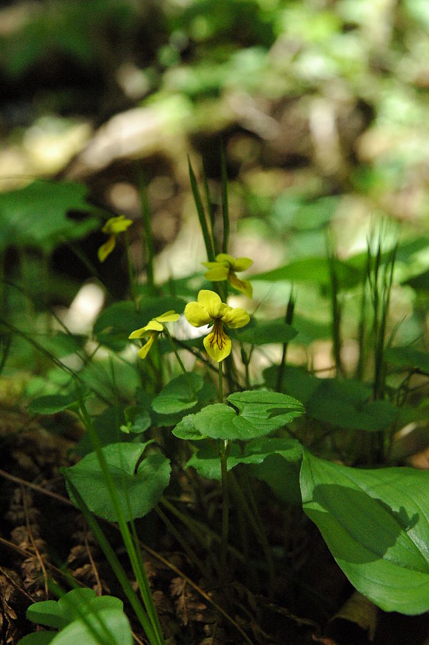 fialka dvojkvetá Viola biflora L.