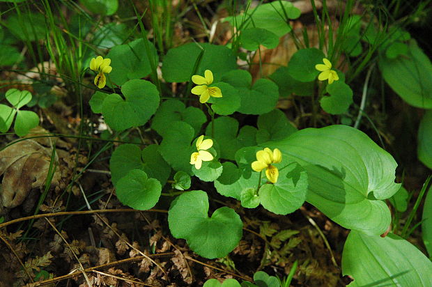 fialka dvojkvetá Viola biflora L.