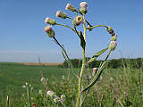 turica ostrá