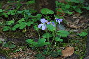 fialka lesná