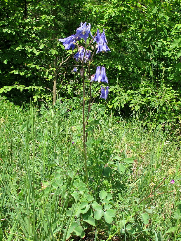 orlíček obyčajný Aquilegia vulgaris L.