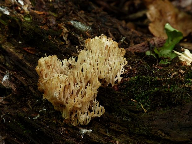 korunovec svietnikovitý Artomyces pyxidatus (Pers.) Jülich