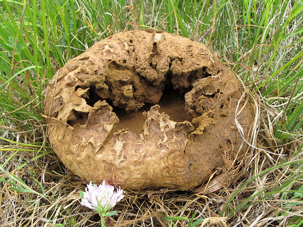 vatovec obrovský Calvatia gigantea (Batsch) Lloyd