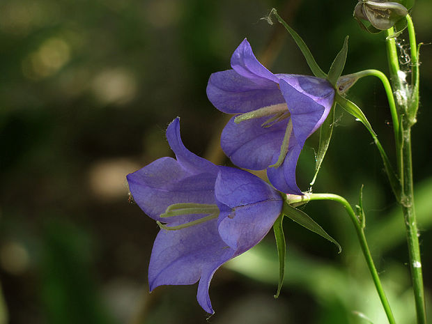 zvonček broskyňolistý Campanula persicifolia L.