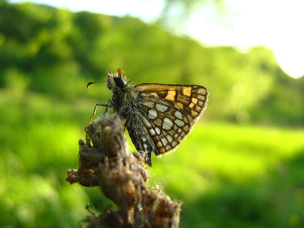 súmračník skorocelový Carterocephalus palaemon