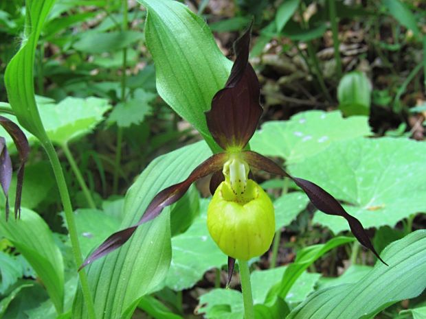 črievičník papučkový Cypripedium calceolus L.