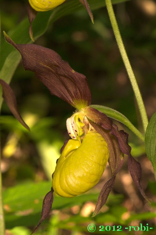 črievičník papučkový Cypripedium calceolus L.