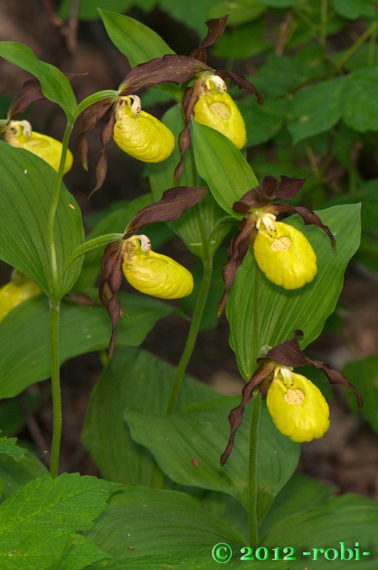 črievičník papučkový Cypripedium calceolus L.