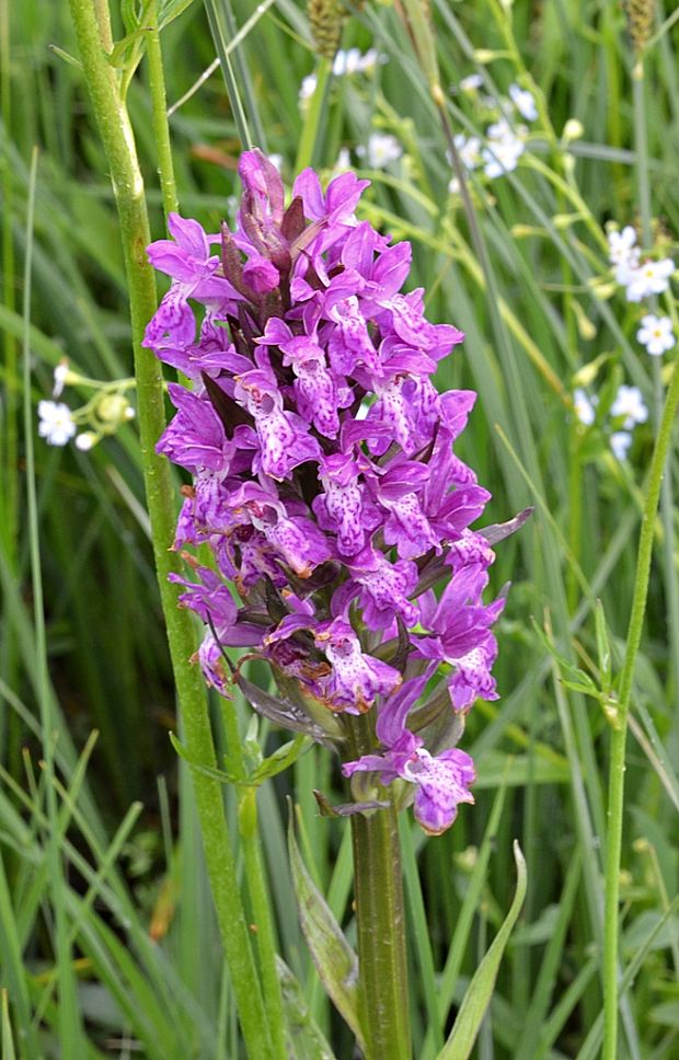 vstavačovec májový pravý Dactylorhiza majalis subsp. majalis (Reincherb.) Hunt & Summerh.