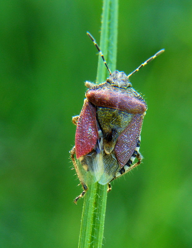 bzdocha obyčajná Dolycoris baccarum