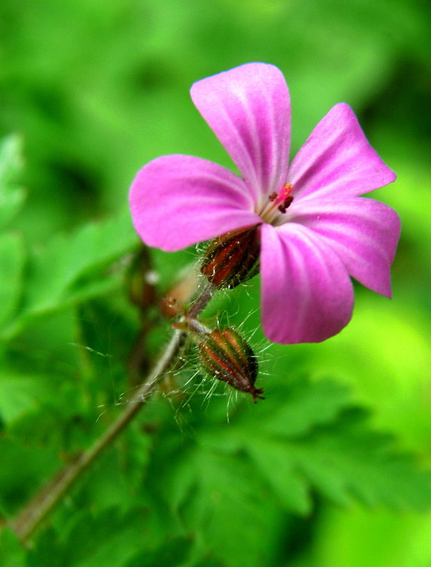 pakost smradľavý Geranium robertianum L.