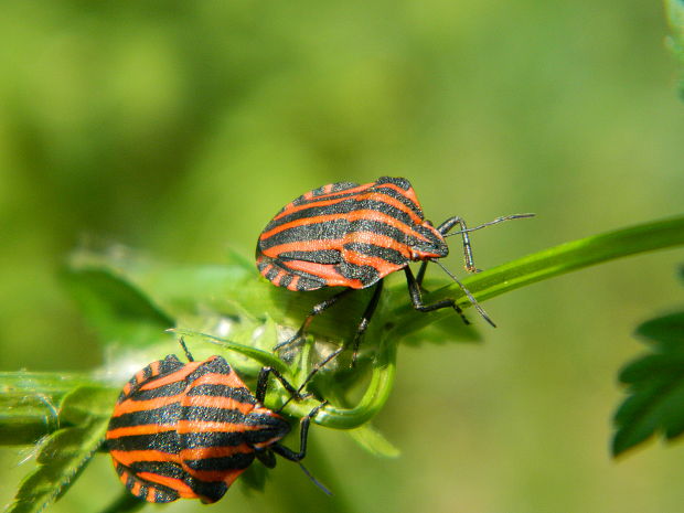 bzdocha pásavá Graphosoma italicum