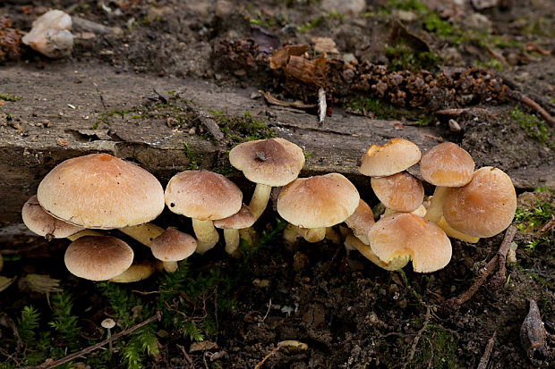 strapcovka Hypholoma sp.