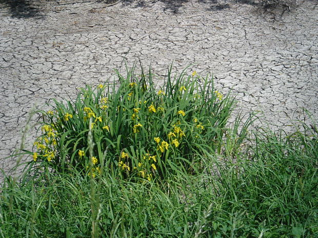 kosatec žltý Iris pseudacorus L.