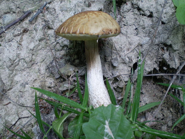 kozák Leccinum sp.