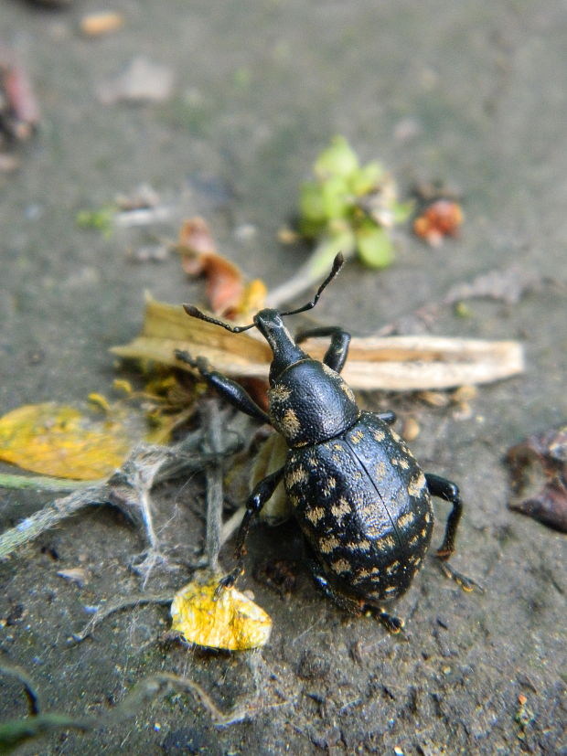 tvrdoň deväťsilový Liparus glabrirostris