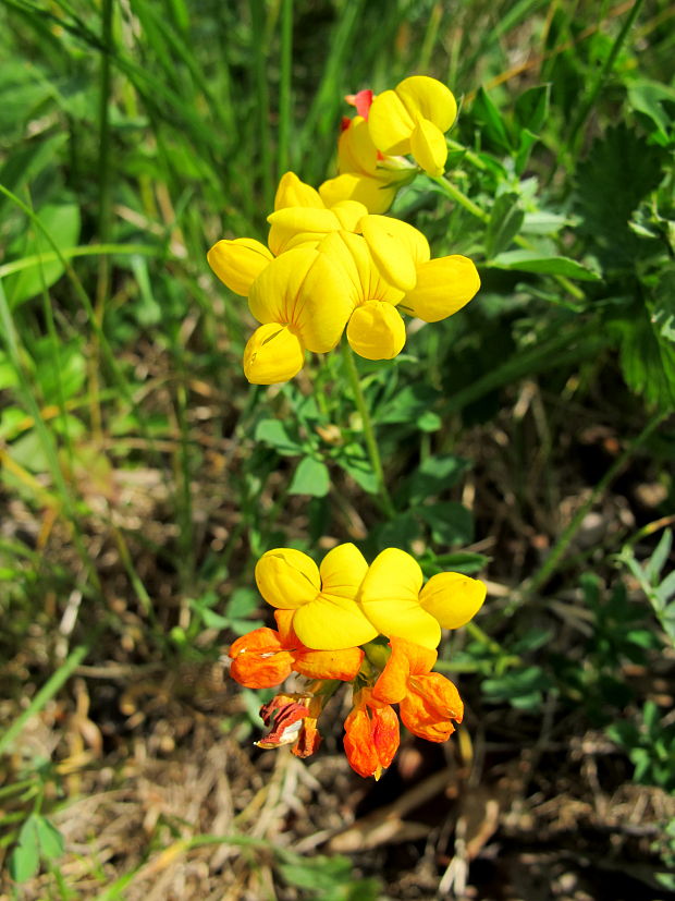 ľadenec rožkatý Lotus corniculatus L.