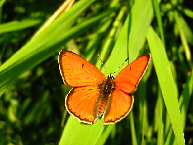 ohniváčik veľký Lycaena dispar